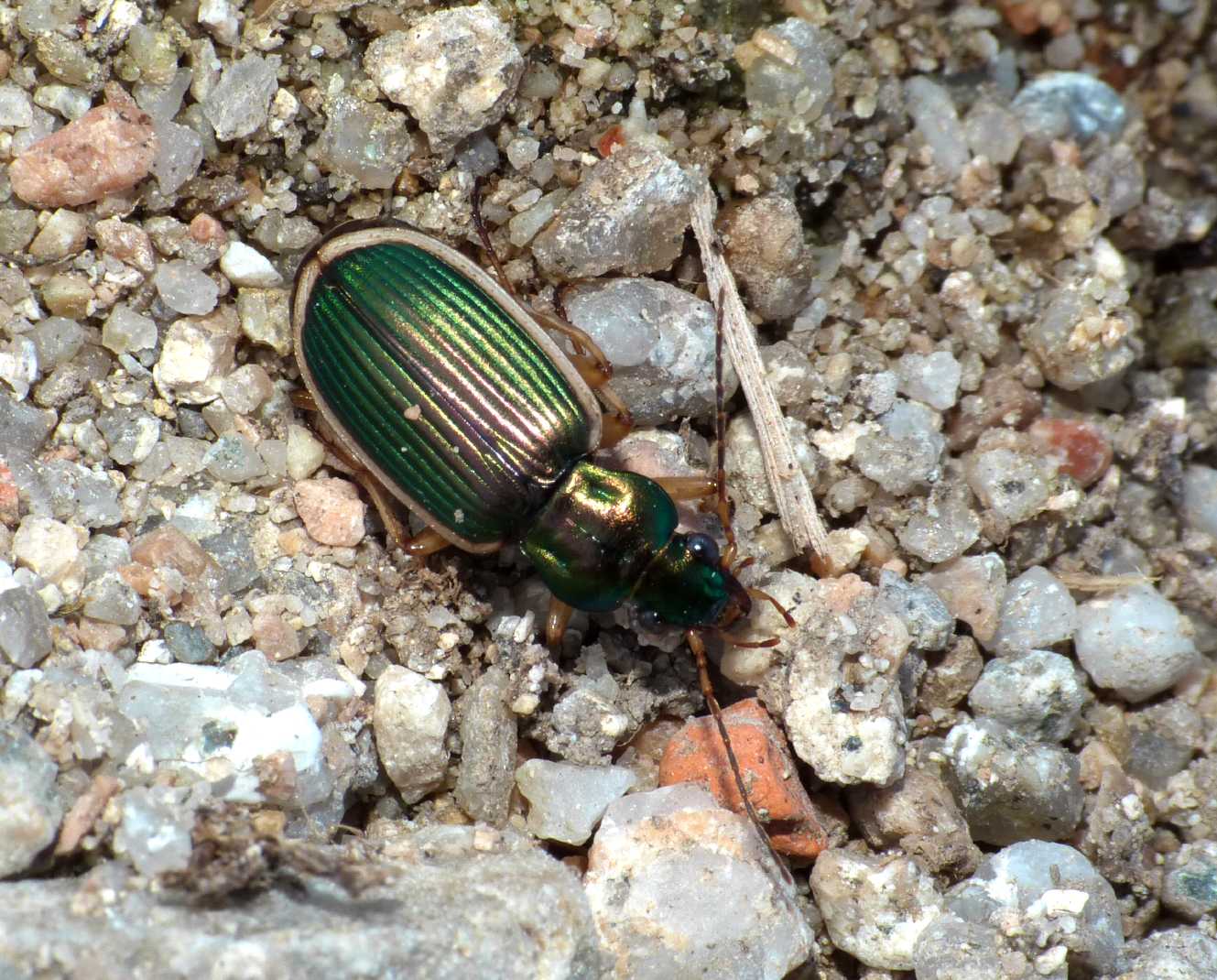 Chlaeniellus o Chlaenius? Chlaenius spoliatus